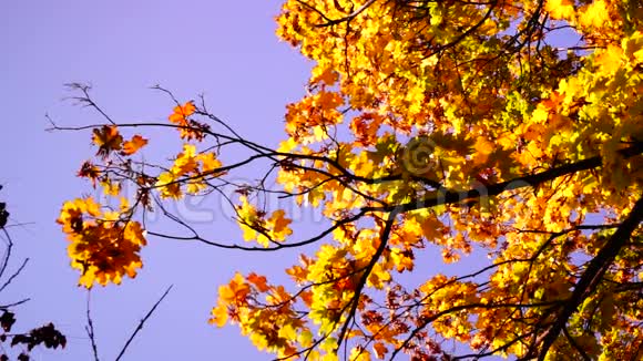 在微风和十月的阳光下有着铜叶的枝条视频的预览图