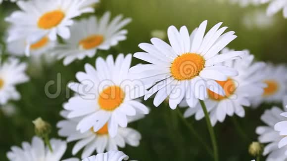 大雏菊的大镜头花的背景视频的预览图