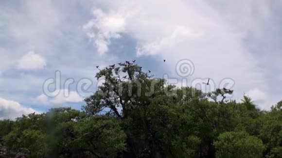 热带雨林中的鸟类视频的预览图