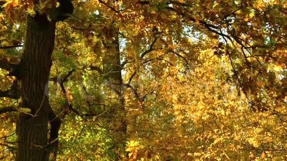 森林里有五颜六色的叶子的树视频的预览图