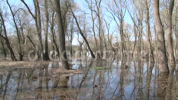 春季森林遭受大洪水视频的预览图
