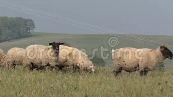 在斯洛伐克放牧时一群羊跑掉了视频的预览图