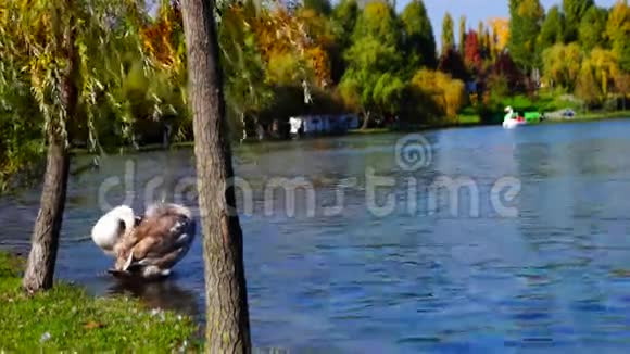 小天鹅在湖上公园里清理羽毛视频的预览图