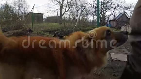 小红狗看着摄像机在村子里一个厨房花园附近的一条小径上跑开视频的预览图