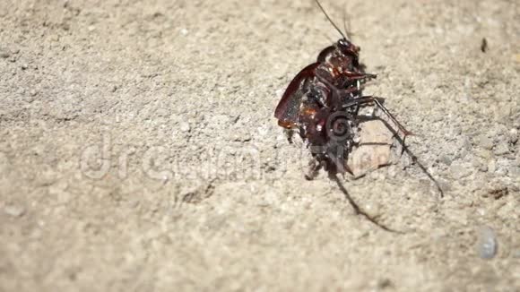 蚂蚁携带死甲壳虫显然没有方向视频的预览图
