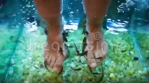 双脚水疗带鱼视频的预览图