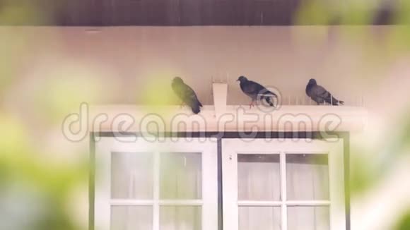 雨中檐下的鸽子视频的预览图