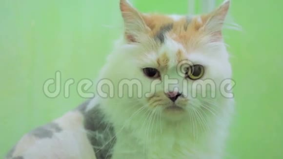 猫带着悲伤的眼睛看着镜头视频的预览图