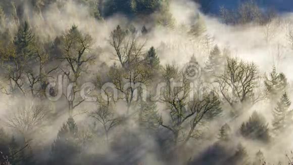 从琼斯鲁德角度看沙河树木间雾移动的时间推移电影视频的预览图