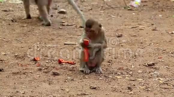 猕猴坐在地上吃水果视频的预览图
