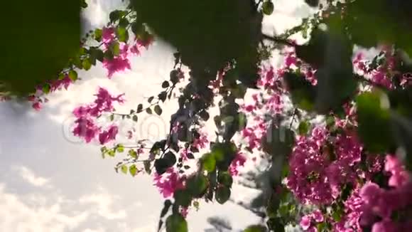 阳光透过东方樱花盛开塞浦路斯岛上阳光明媚的一天春季视频的预览图