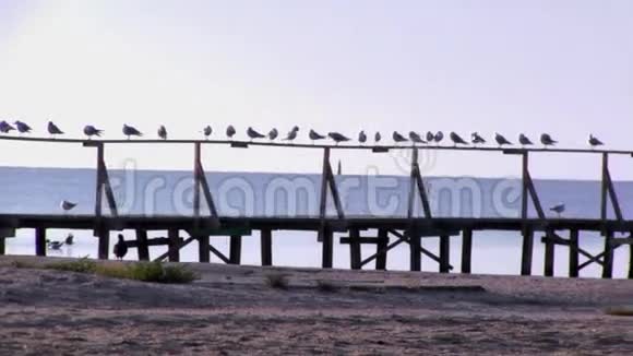 码头栏杆上休息海鸥一艘船系泊冥想的地方视频的预览图