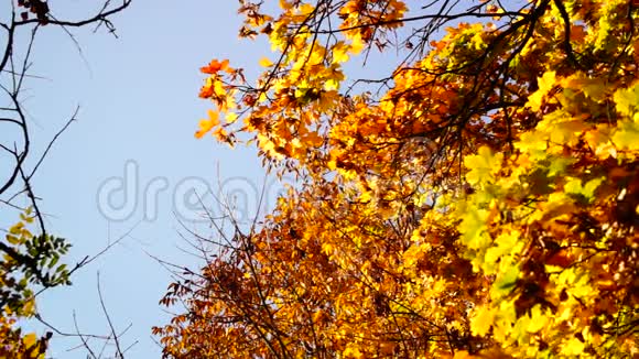 树枝铜叶和金叶在十月的阳光下飘落下来视频的预览图