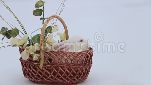 复活节篮子里的白兔漂亮的小白兔视频的预览图