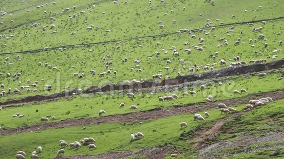 巨大的羊群在山上放牧视频的预览图