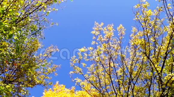 在十月公园阳光明媚的日子里令人惊叹的彩色树冠和蓝天倾斜视频的预览图