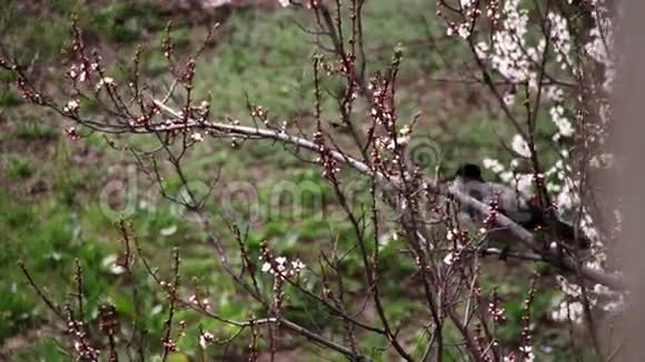 两只乌鸦坐在一只盛开的杏子上吃着盛开的花朵视频的预览图