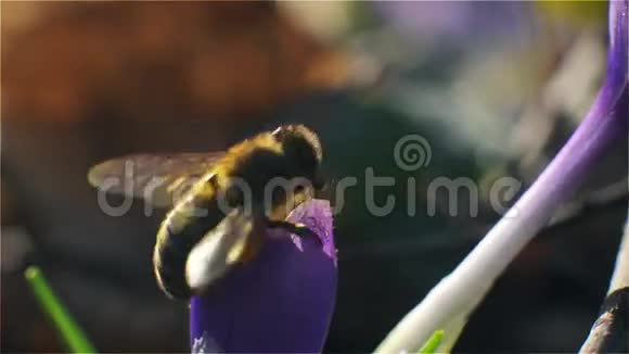 蜜蜂落在紫色的花朵上通过收集花粉和花蜜授粉视频的预览图
