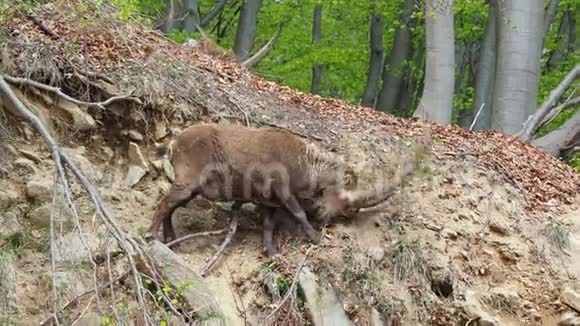 春季季节的高山ibex或steinbock在树林周围的田野里伪装自己意大利奥罗比阿尔卑斯山视频的预览图