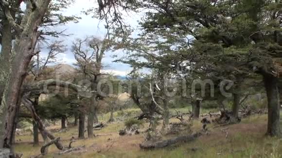 从巴塔哥尼亚的树木和森林中可以看到山湖的背景视频的预览图