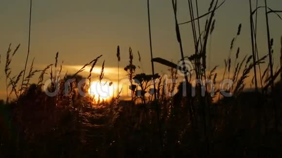 日落时微风中摇曳的草影视频的预览图