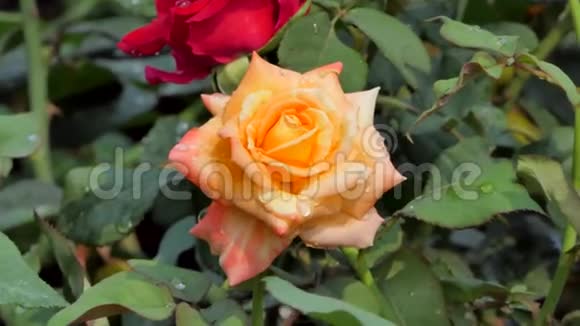 橙色玫瑰在花田里开花视频的预览图