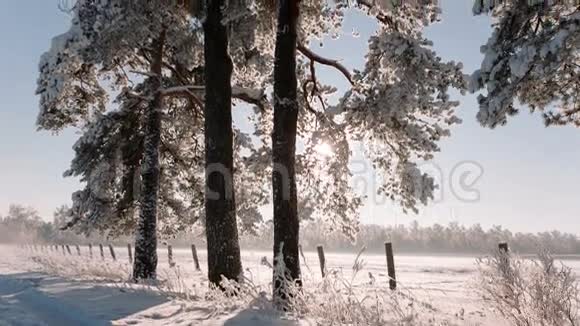 大树在冬天相机移动和移除与底部向上视频的预览图