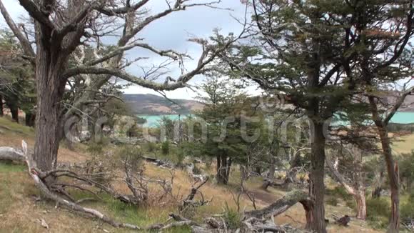 从巴塔哥尼亚的树木和森林中可以看到山湖的背景视频的预览图