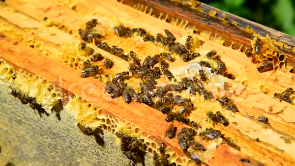 蜡梳上的蜜蜂户外视频的预览图