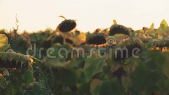 成熟的向日葵在天空与日落背景4K视频的预览图