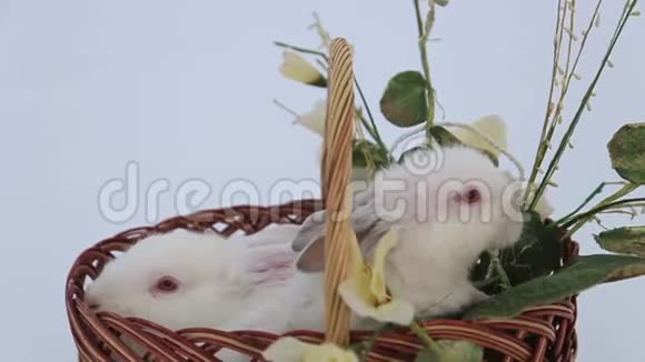复活节篮子里的白兔漂亮的小白兔视频的预览图