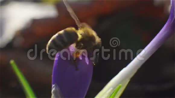 蜜蜂从紫花中采集花粉和花蜜视频的预览图