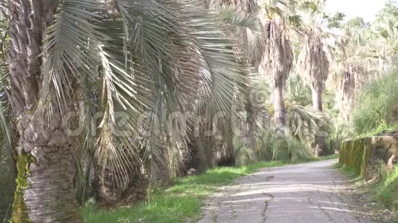 阳光明媚的4k棕榈大道慢动作视频的预览图