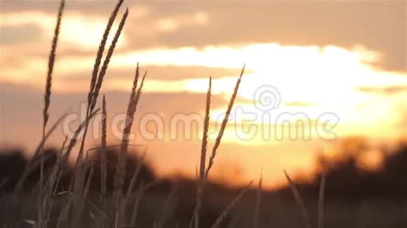 田野里夕阳西下田野里五彩缤纷的晚霞田野里的草在风中摇曳视频的预览图