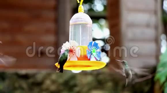 蜂鸟绿喉蜂鸟和other视频的预览图