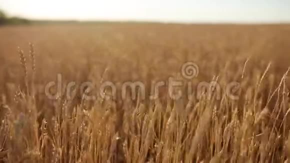麦穗于田田田深浅黄金熟麦田丰收和农业主题视频的预览图