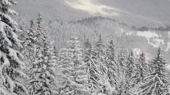 雪落在阳光面前森林里的雪花冬天雪覆盖了山上的松树纳特的雪晨视频的预览图