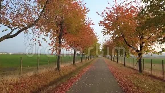 秋日公园里有五颜六色的叶子视频的预览图