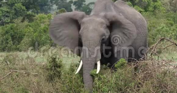 非洲象非洲象成人吃布什肯尼亚马赛马拉公园视频的预览图