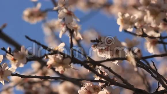 在蓝天上开花的树视频的预览图
