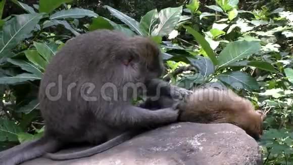 猴子家在热带雨林里梳跳蚤视频的预览图