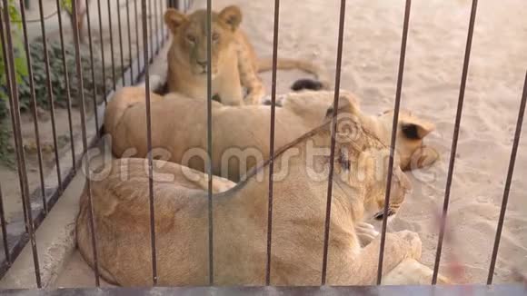 笼子里的母狮透过鸟舍看母狮正在动物园里休息一群狮子在里面休息视频的预览图