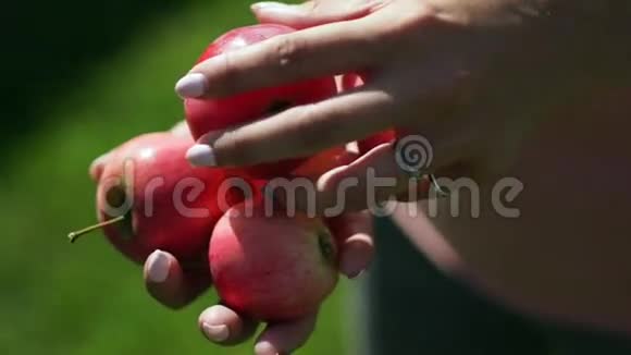 雌性手中的红熟苹果古董苹果Sp视频的预览图