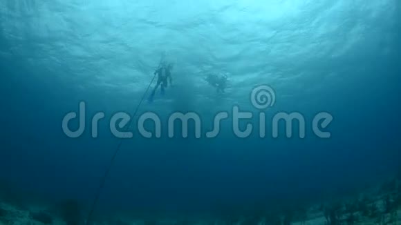 潜水员和海洋动物视频的预览图