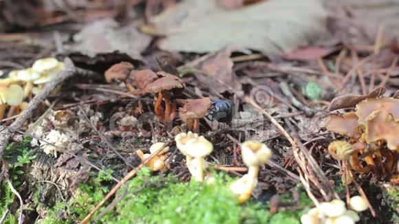 在森林地板上吃地球蛀虫的蘑菇视频的预览图