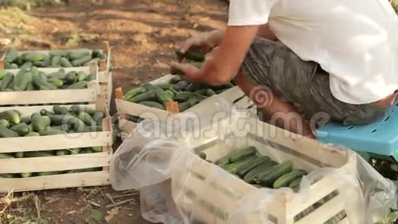 农夫在有机农场上给新鲜黄瓜排序视频的预览图
