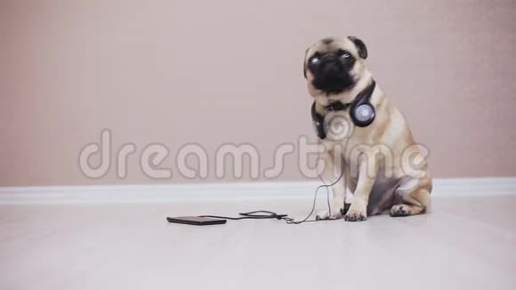 听音乐的可爱有趣的小狗的肖像视频的预览图