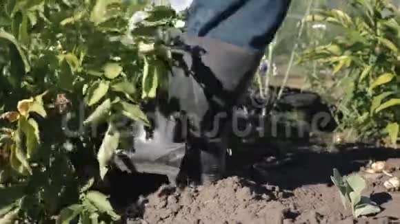 清理田间新鲜有机土豆农民从土壤中收获土豆视频的预览图