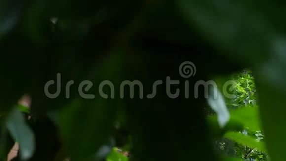 热带树叶背景植物园的叶子视频的预览图