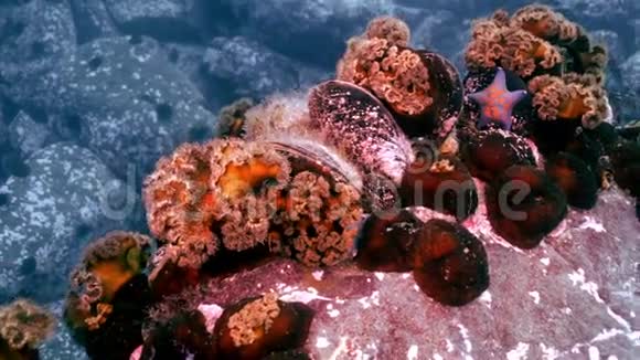 海底岩石中的贝壳和海胆视频的预览图